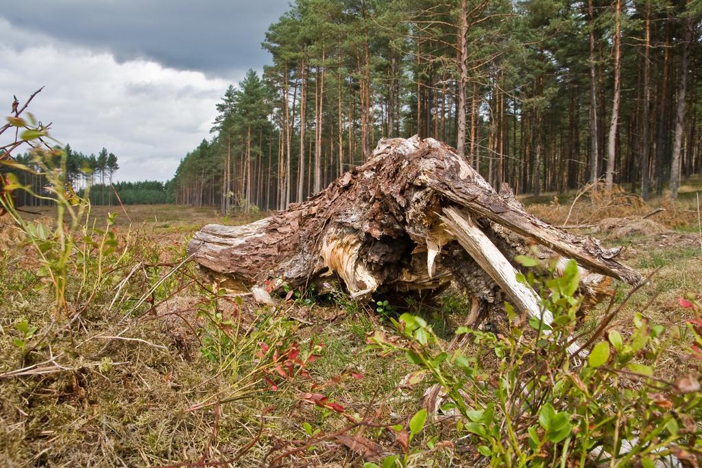 Agroturystyka Sominy Piotr ภายนอก รูปภาพ