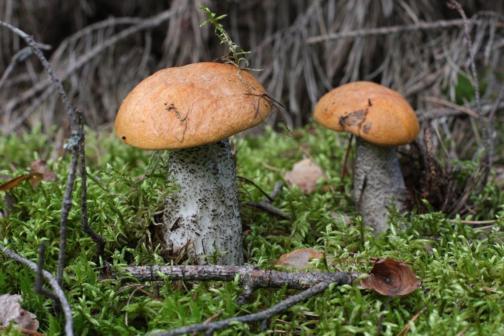 Agroturystyka Sominy Piotr ภายนอก รูปภาพ