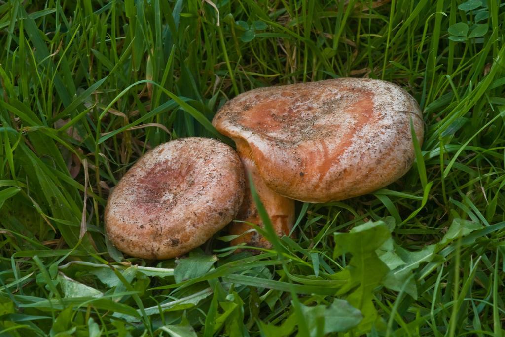 Agroturystyka Sominy Piotr ภายนอก รูปภาพ